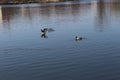 Wild ducks swim in the lake in early spring Royalty Free Stock Photo