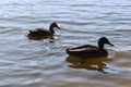 Wild ducks swim in the lake in early spring Royalty Free Stock Photo