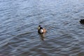 Wild ducks swim in the lake in early spring Royalty Free Stock Photo