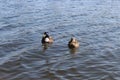 Wild ducks swim in the lake in early spring Royalty Free Stock Photo