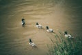 Wild ducks in swim in the Miljacka river in  Sarajevo, Bosnia. Royalty Free Stock Photo