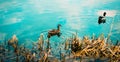 Wild ducks swim near the shore in the lake, the water surface of which reflects the blue sky with clouds. The beauty of wild Royalty Free Stock Photo