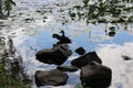 Wild ducks swim in a pond. Clouds are reflected in the river in the evening during sunset. Aquatic plants grow on water Royalty Free Stock Photo