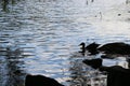 Wild ducks swim in a pond. Clouds are reflected in the river in the evening during sunset. Aquatic plants grow on water Royalty Free Stock Photo