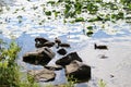 Wild ducks swim in a pond. Clouds are reflected in the river in the evening during sunset. Aquatic plants grow on water Royalty Free Stock Photo