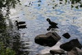 Wild ducks swim in a pond. Clouds are reflected in the river in the evening during sunset. Aquatic plants grow on water Royalty Free Stock Photo