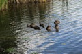 Wild ducks swim in a pond. Clouds are reflected in the river in the evening during sunset. Aquatic plants grow on water Royalty Free Stock Photo