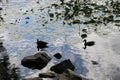 Wild ducks swim in a pond. Clouds are reflected in the river in the evening during sunset. Aquatic plants grow on water Royalty Free Stock Photo