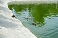 Wild ducks swim in a pond in a summer park. Ornithology. Life of wild birds. Royalty Free Stock Photo