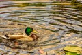 Wild ducks swim on a pond between water lilies Royalty Free Stock Photo