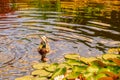 Wild ducks swim on a pond between water lilies Royalty Free Stock Photo