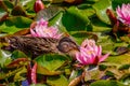 Wild ducks swim on a pond between water lilies Royalty Free Stock Photo