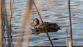 Wild ducks swim in the reeds Royalty Free Stock Photo