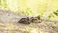 A flock of beautiful wild ducks swim on the pond in summer Royalty Free Stock Photo