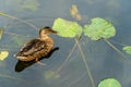 Wild ducks swim serenely on the surface of the water. White swan and ducks swim on the lake in summer. Hunting fowl in the forest