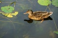 Wild ducks swim serenely on the surface of the water. White swan and ducks swim on the lake in summer. Hunting fowl in the forest