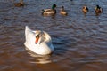 Wild ducks swim serenely on the surface of the water. White swan and ducks swim on the lake in summer. Hunting fowl in the forest