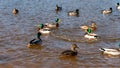 Wild ducks swim serenely on the surface of the water. White swan and ducks swim on the lake in summer. Hunting fowl in the forest