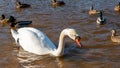 Wild ducks swim serenely on the surface of the water. White swan and ducks swim on the lake in summer. Hunting fowl in the forest