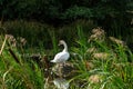 Wild ducks swim serenely on the surface of the water. White swan and ducks swim on the lake in summer. Hunting fowl in the forest