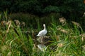 Wild ducks swim serenely on the surface of the water. White swan and ducks swim on the lake in summer. Hunting fowl in the forest