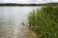 Wild ducks swim among tall grass, along a picturesque river, against the backdrop of a forest on a bright