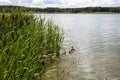 Wild ducks swim among tall grass, along a picturesque river, against the backdrop of a forest