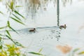 Wild ducks swim in the water on the river Royalty Free Stock Photo