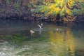 Wild ducks swim in the water on the river Royalty Free Stock Photo
