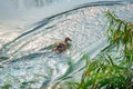 Wild ducks swim in the water on the river Royalty Free Stock Photo