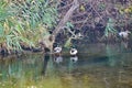 Wild ducks swim in the water on the river Royalty Free Stock Photo