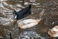 wild ducks swim in the water