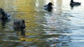 Wild ducks swimming at autumn lake. Closeup of ducks.