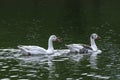 Wild ducks swimming calmly in a lake