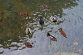 Wild Ducks swimming in clear water. Top view on the river Royalty Free Stock Photo