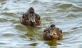 Wild ducks swimming in the lake. Brown ducks. Duck in the water.
