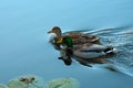Ducks swimming in lake in the fall Royalty Free Stock Photo