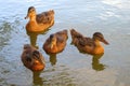 Wild ducks