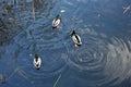 Wild ducks swimming and making circles on water