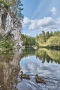Wild ducks swimming on river near rock. Summer nature landscape. Royalty Free Stock Photo