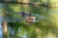 Wild ducks swimming in the river on a Sunny summer day. Royalty Free Stock Photo