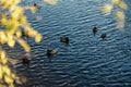 Wild ducks swims in the cold blue pond with autumn yellow leaves in water Royalty Free Stock Photo