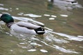 Wild ducks swims and eats on the lake