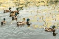 Wild ducks swims in the pond Royalty Free Stock Photo