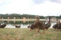 wild ducks in a troop along a lake on landgoed `t Loo in the Netherlands.