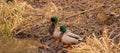 Wild ducks (two drakes and a duck) on the bank of the river.