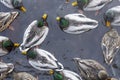 Wild ducks on the water of spring, top view Royalty Free Stock Photo