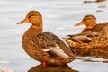 Wild ducks at the water surface in the lake Royalty Free Stock Photo