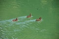 Wild ducks on the wild and beautiful Vrabs river.