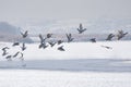 Wild ducks in winter. A flock of wild birds Anas platyrhynchos soars over the frozen river Royalty Free Stock Photo